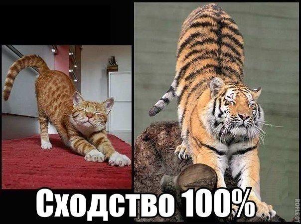 Кот и Тигр