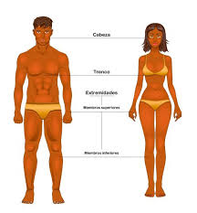 EL CUERPO HUMANO. LAS PARTES DEL CUERPO HUMANO
